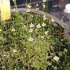 Utricularia bisquamata 'Small Flower'