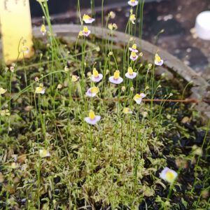 Utricularia bisquamata 'Small Flower'