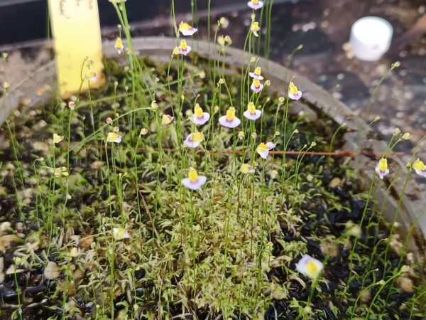 Utricularia bisquamata 'Small Flower'