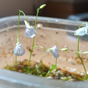 Utricularia graminifolia