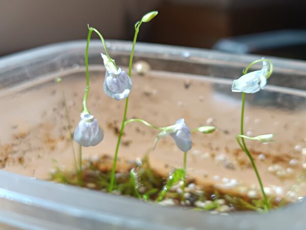 U. graminifolia Utricularia graminifolia