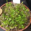 U. livida Größe L Utricularia livida