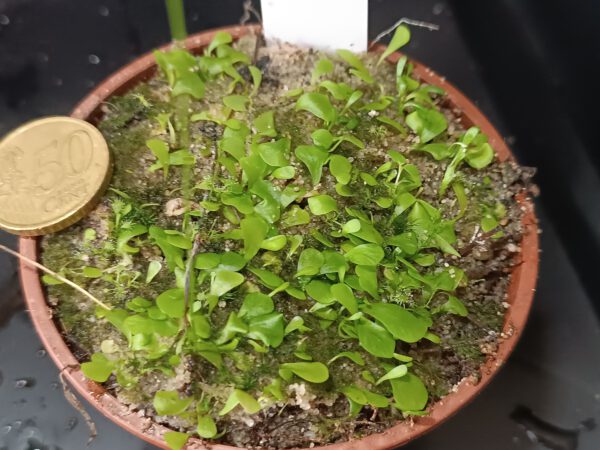 U. livida Größe L Utricularia livida