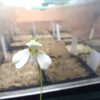 Utricularia nephrophylla 'White Flower'