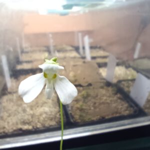 Utricularia nephrophylla 'White Flower'