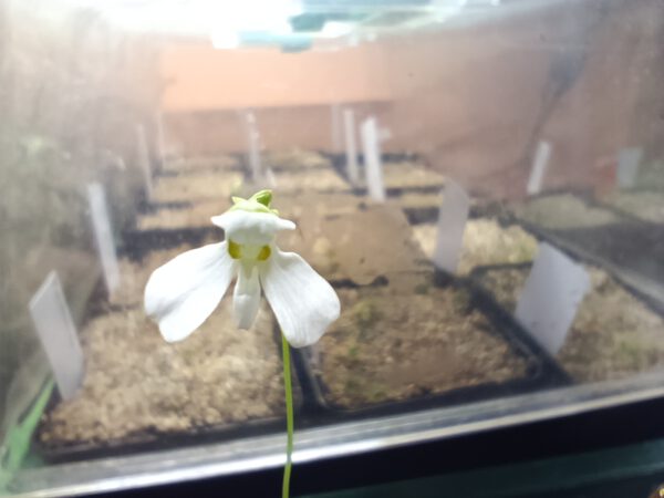 Utricularia nephrophylla 'White Flower'