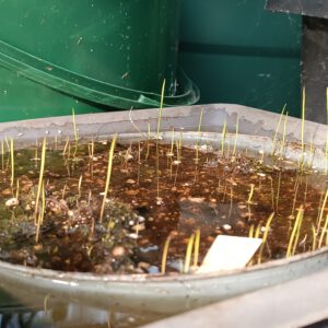 Utricularia praelonga