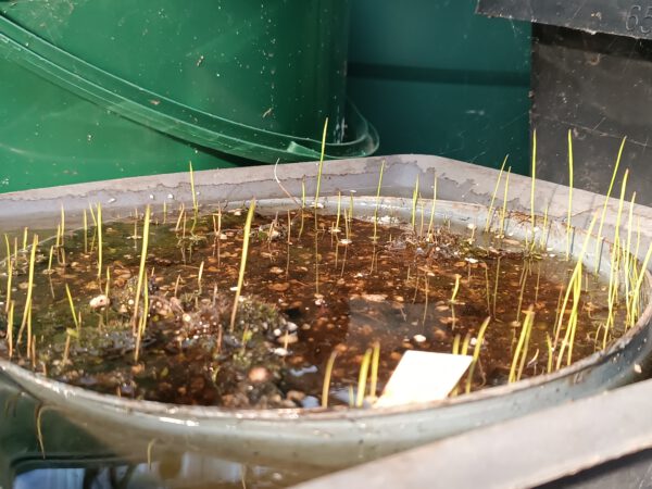 U. praelonga Utricularia praelonga