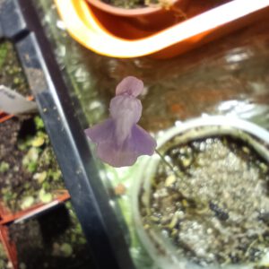 Utricularia reticulata