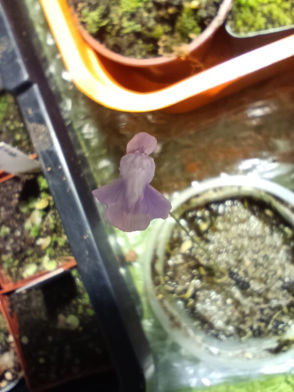 Utricularia reticulata Utricularia reticulata