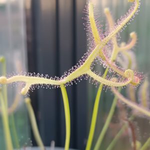 Drosera binata Ghost