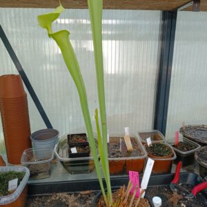 Sarracenia flava var. maxima 'Large Green Form'