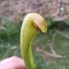 s. minor allgemein Sarracenia minor typical