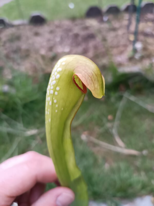 s. minor allgemein Sarracenia minor typical