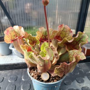 Sarracenia purpurea ssp venosa