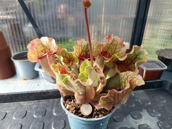 s. purpurea ssp venosa Torffrei(1) Sarracenia purpurea ssp venosa