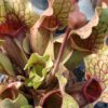 s. purpurea ssp venosa Torffrei(2) Sarracenia purpurea ssp venosa