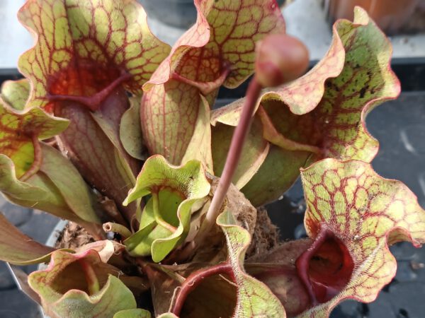 s. purpurea ssp venosa Torffrei(2) Sarracenia purpurea ssp venosa