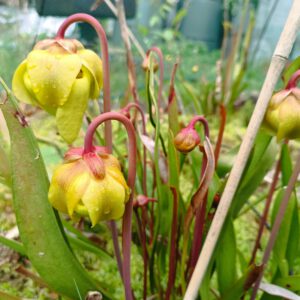 Sarracenia flava var. rubricorpora Blüten
