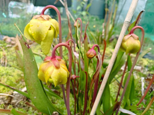 s. rubricorpora nameles Sarracenia flava var. rubricorpora Blüten