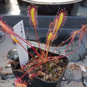 Drosera anglica