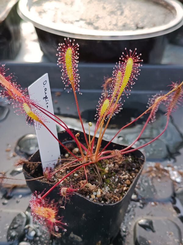 D anglica Drosera anglica