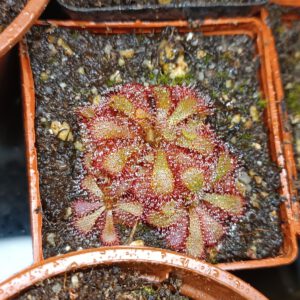 Drosera aliciae