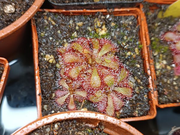 Drosera aliciae Drosera aliciae