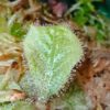 Drosera schizandra_1 Drosera schizandra
