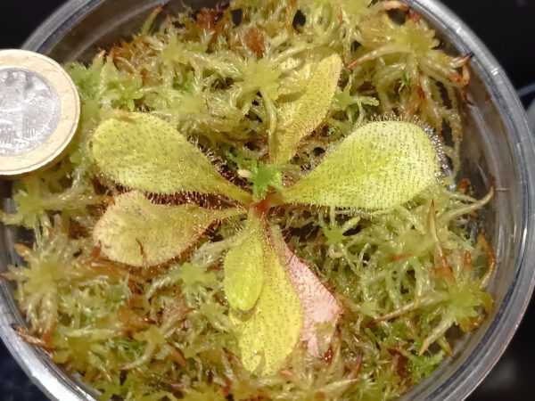 Drosera schizandra_2 Drosera schizandra