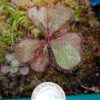 Drosera schizandra_3 Drosera schizandra