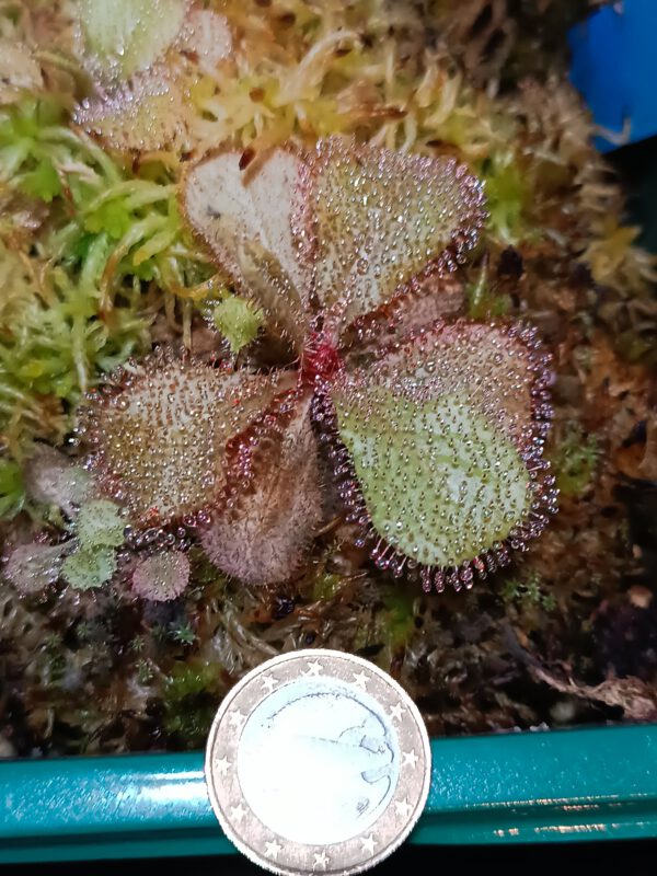 Drosera schizandra_3 Drosera schizandra