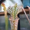 Sarracenia leucophylla Gas Station San Perdido Sarracenia leucophylla Gas Station San Perdido