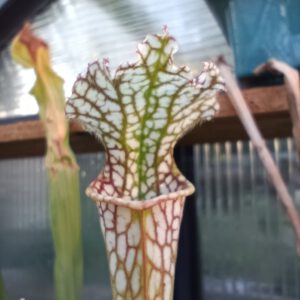 Sarracenia leucophylla Gas Station San Perdido