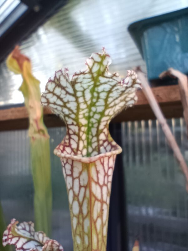 Sarracenia leucophylla Gas Station San Perdido Sarracenia leucophylla Gas Station San Perdido