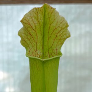 Sarracenia Kultivar 1