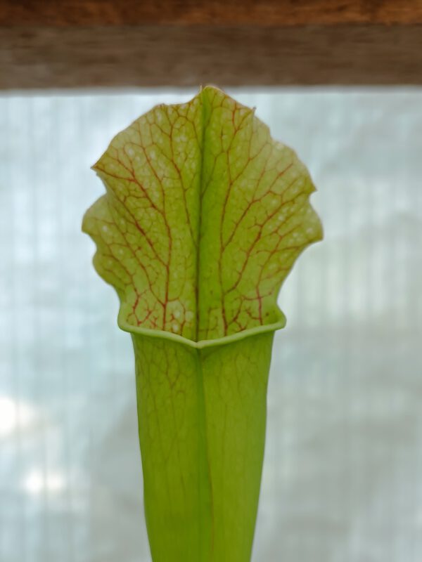 Sarracenia Kultivar 1 Sarracenia Kultivar 1