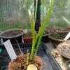 Sarracenia alata Stone County Sarracenia alata Stone County