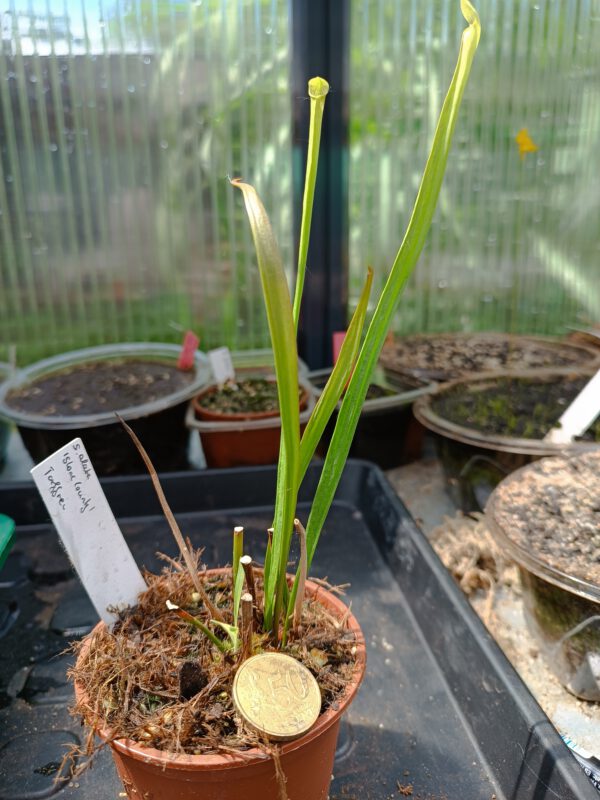 Sarracenia alata Stone County Sarracenia alata Stone County