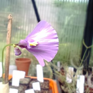 Utricularia dichotoma 'Tasmania'
