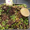 Utricularia warburgii Größe L