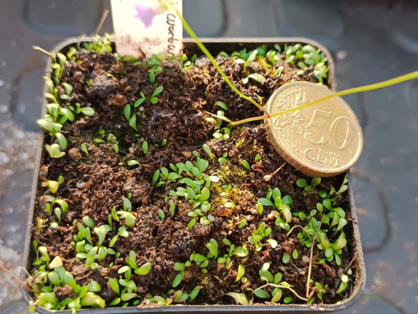 Utricularia warburgii Größe L