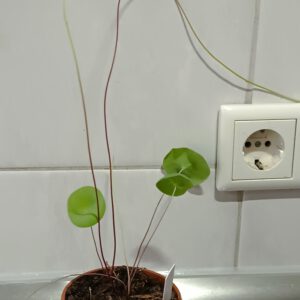 Utricularia nelumbifolia Größe M