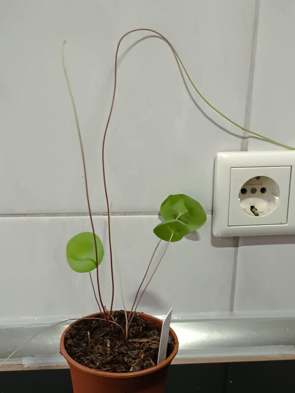Utricularia nelumbifolia Größe M
