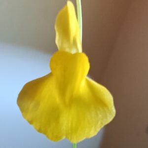 Utricularia laxa Blüte