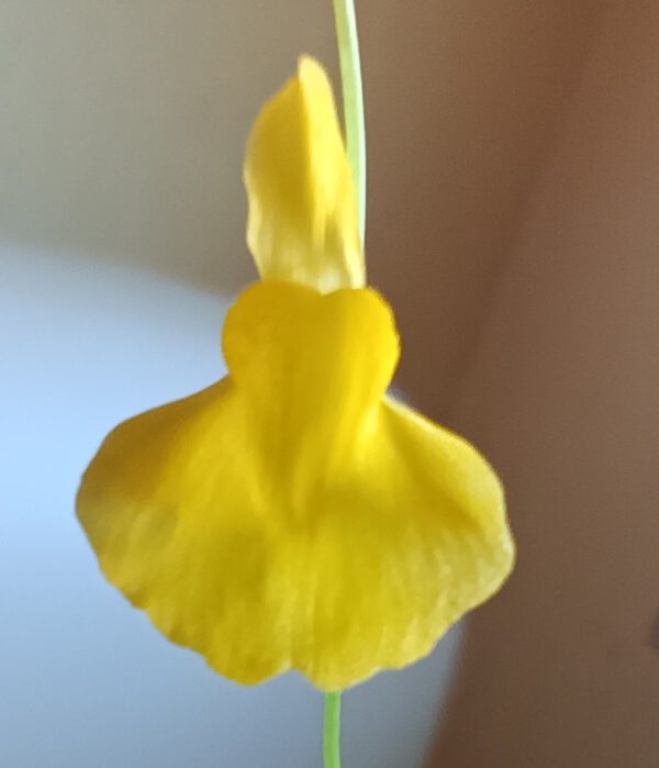 Utricularia laxa Blüte