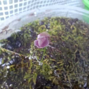 Utricularia reticulata Blüte
