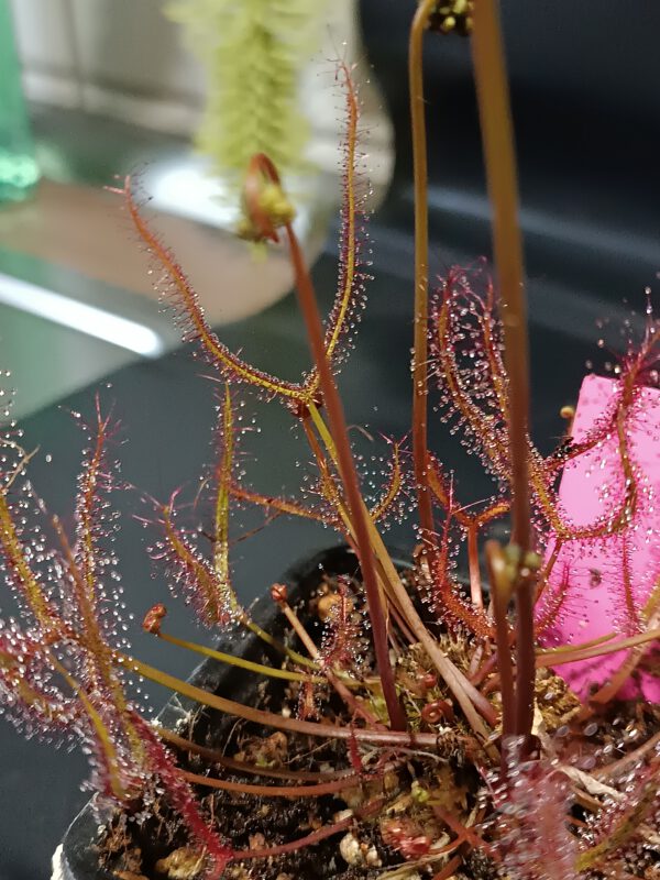 Drosera binata typical