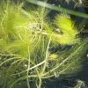 Utricularia stellaris Utricularia stellaris