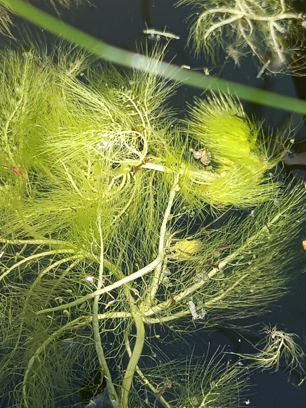 Utricularia stellaris Utricularia stellaris